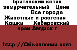 британский котик замурчательный › Цена ­ 12 000 - Все города Животные и растения » Кошки   . Хабаровский край,Амурск г.